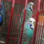 ذكرين باجي انجليزي 