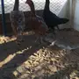 دجاج باكستاني ي اهل التربيه وشي طيب