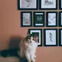 قطة شيرازي 