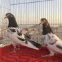 اناثي تيدي للبيع
