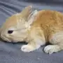 أرانب صغير للبيع