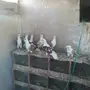 عشه حمام لارك منتجه