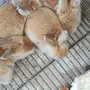 أرانب مزارع صغيره