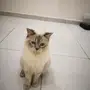 قطه هملايا منتجه للبيع