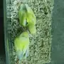 فروخ روز غر 