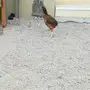 دجاجه باكستانية