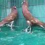 طبه نفاخ قلم