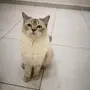 قطه هملايا حامل