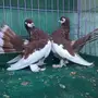 طبه فولكا احمر