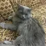 قط شرازي 