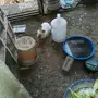 ارنب انقورا
