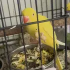 مفقود دره انثى لاتينو اصفر