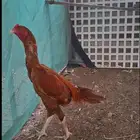 ديك سندي للبيع