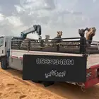 ابل نقل دنا كرين ونش لنقل الابل جميع المشاوير داخل وخارج