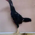 فرخ شامو ياباني
