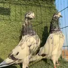 جوزين باكستاني ثنين ذكور الوحشي