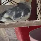 ذكر كروان للبيع ( بالليث )