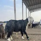 خروف