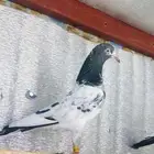 تم البيع تيدي رويال