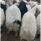 ذبائح نعيم- حري- تيس