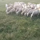 ظان رفيديا العدد45