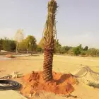 مشاالله تبارك الله نخل طيب
