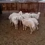 رخال ذبايح للبيع
