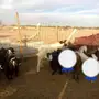 معزا مضاريع ودفيع