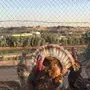 رومي للبيع