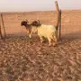 فحول نعيم فحل نعيم خروف 