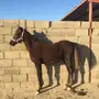 مهر عربي شعبي 