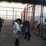 تيس مخصي