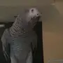 كاسكو انتاج .. متكلم.. هدد.. اليف 