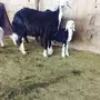 نعاج نجد للبيع ولد عدد 2