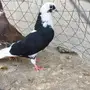 أنثى قطيفي للبيع 