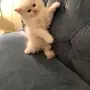قط شيرازي صغير للبيع