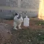 ديك براهما كولومبي مستوى بطططل