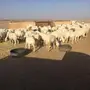  غنم بيض للبيع عدد 120 راس