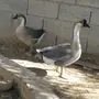 وز عراقي أصلي 