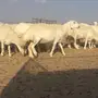 غنم حريات للبيع
