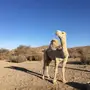 فحل مغتر للبيع