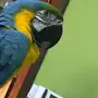 ببغاء مكاو اليف ومتكم