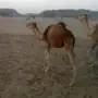 قعدان للبيع