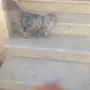 قطة للبيع 