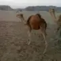 حشو للبيع