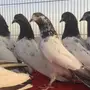 باكستانيات للبيع