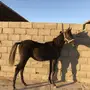 مهر عربي شعبي. الجمش _ الدوادمي 