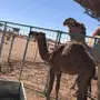 بكره للبيع 