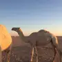 ناقه ضروبه للبيع
