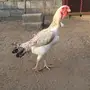 دجاج فارسي 